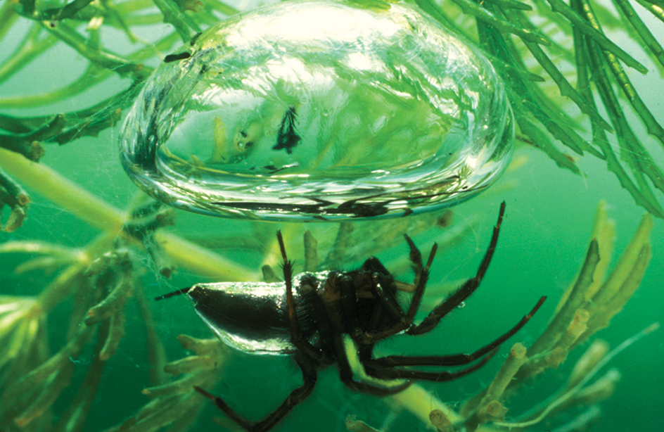 Water spider