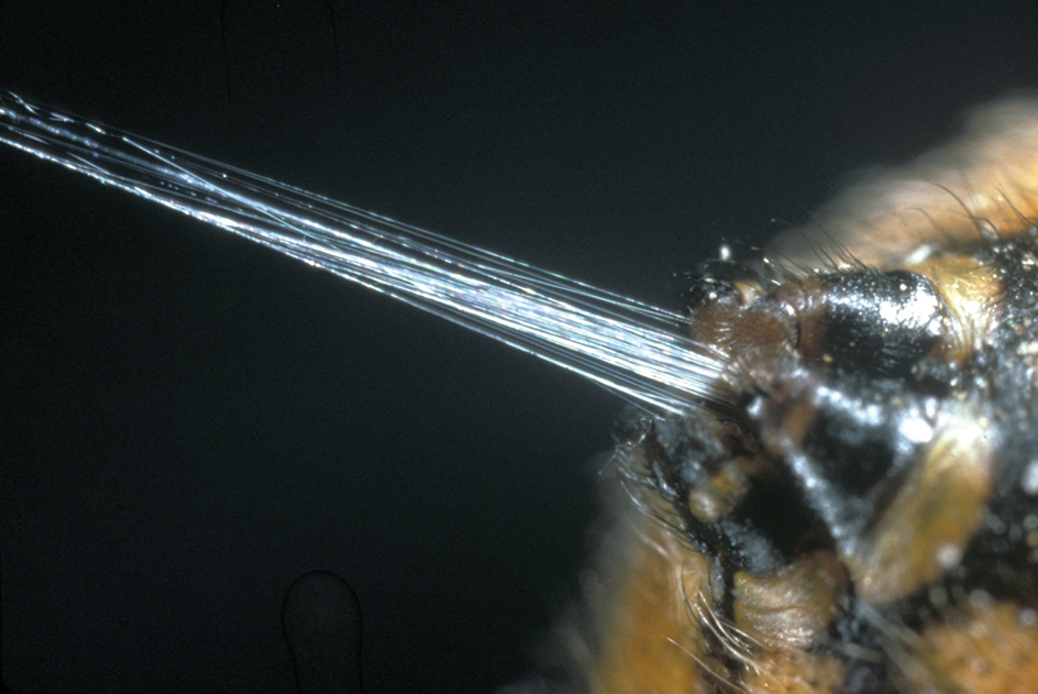 Spinnerets of garden spider