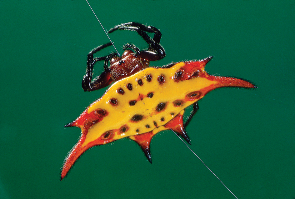 Kite spider