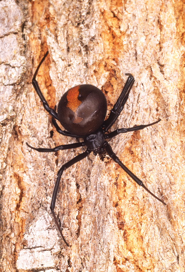 Redback spider