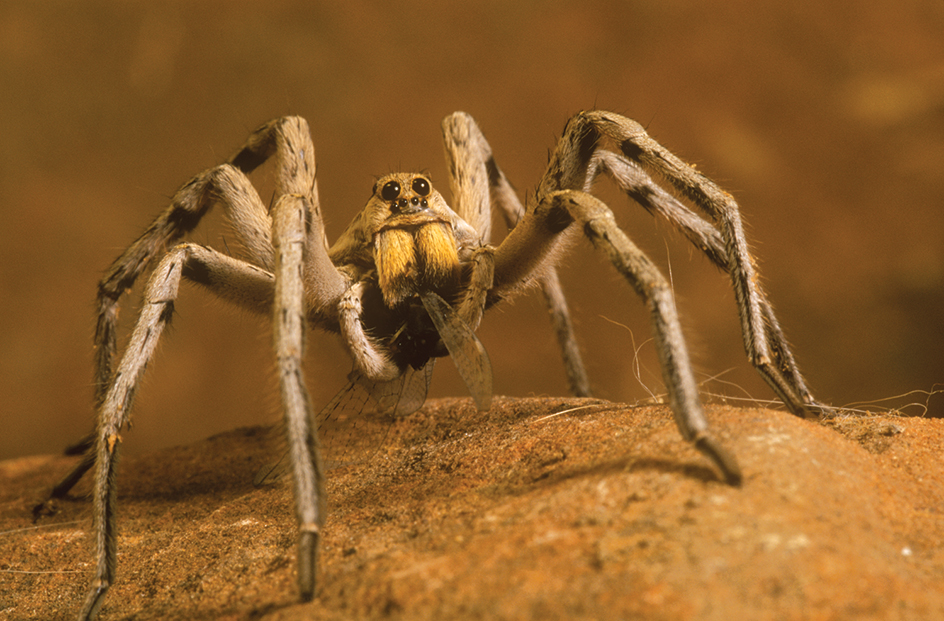 Wolf spider