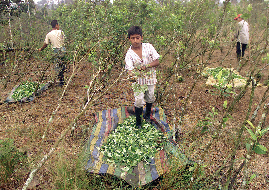 Harvesting coca leaves