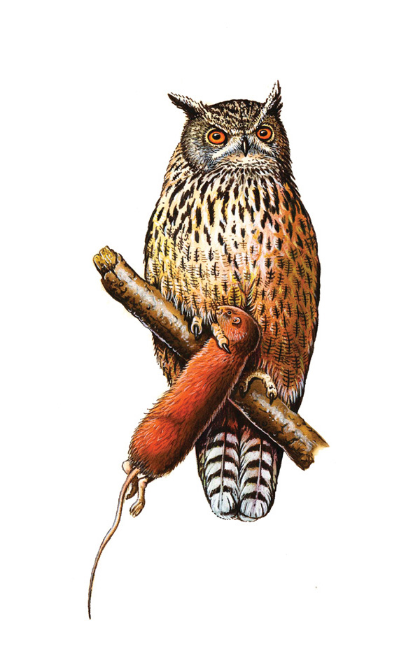 Eurasian eagle-owl