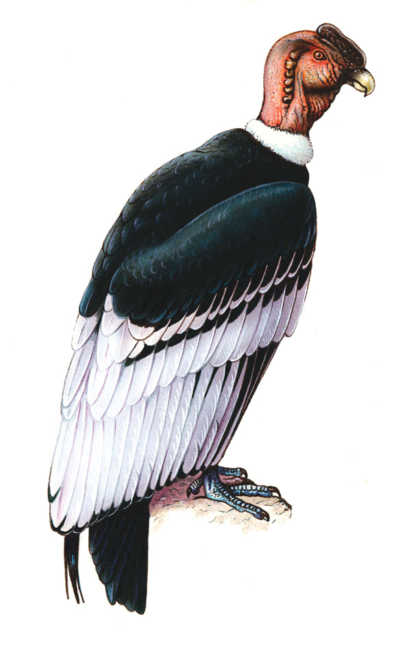 Andean condor