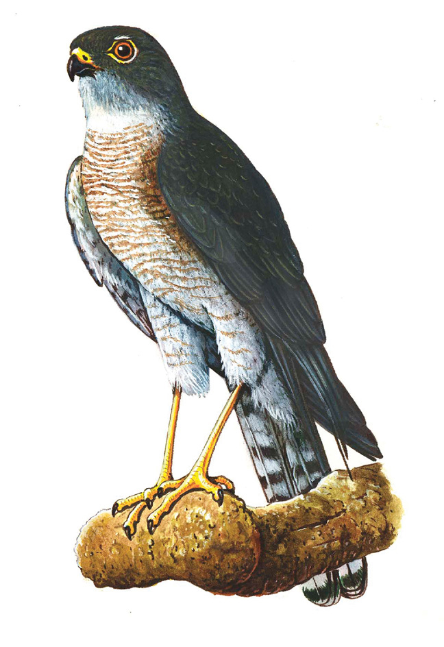 Sparrowhawk