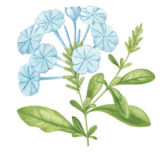 Plumbago