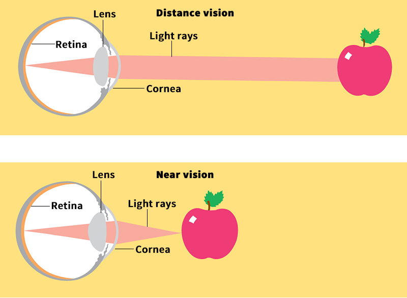 How the eye focuses