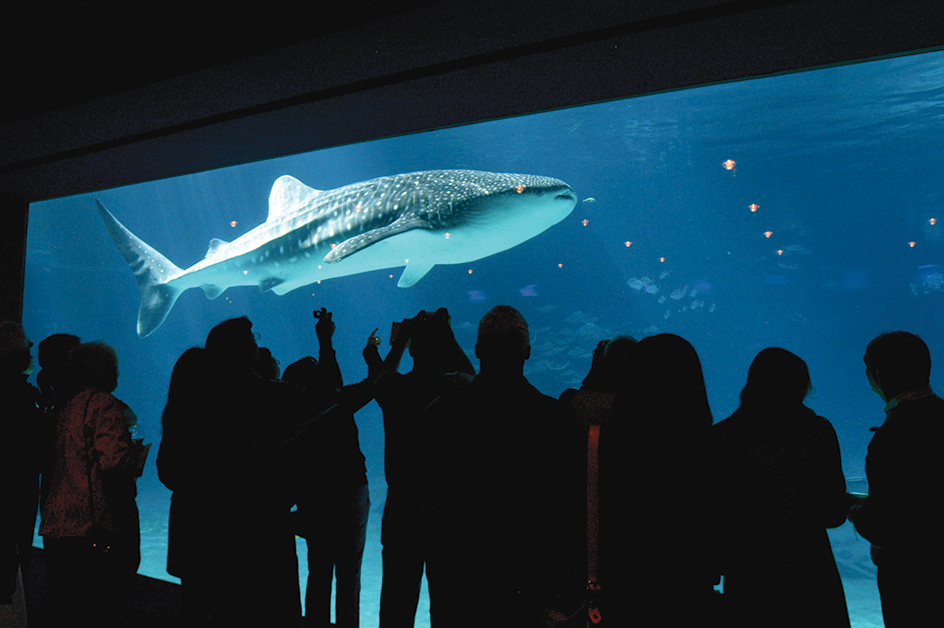 Whale shark at the Georgia Aquarium in Atlanta, Georgia