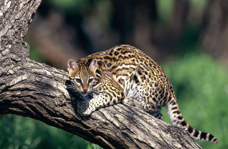 Ocelot