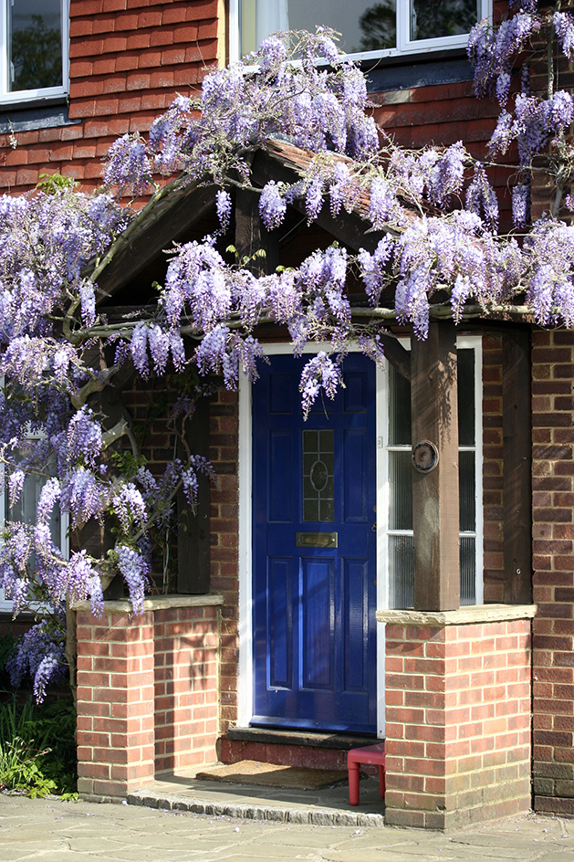 Wisteria growing over a door