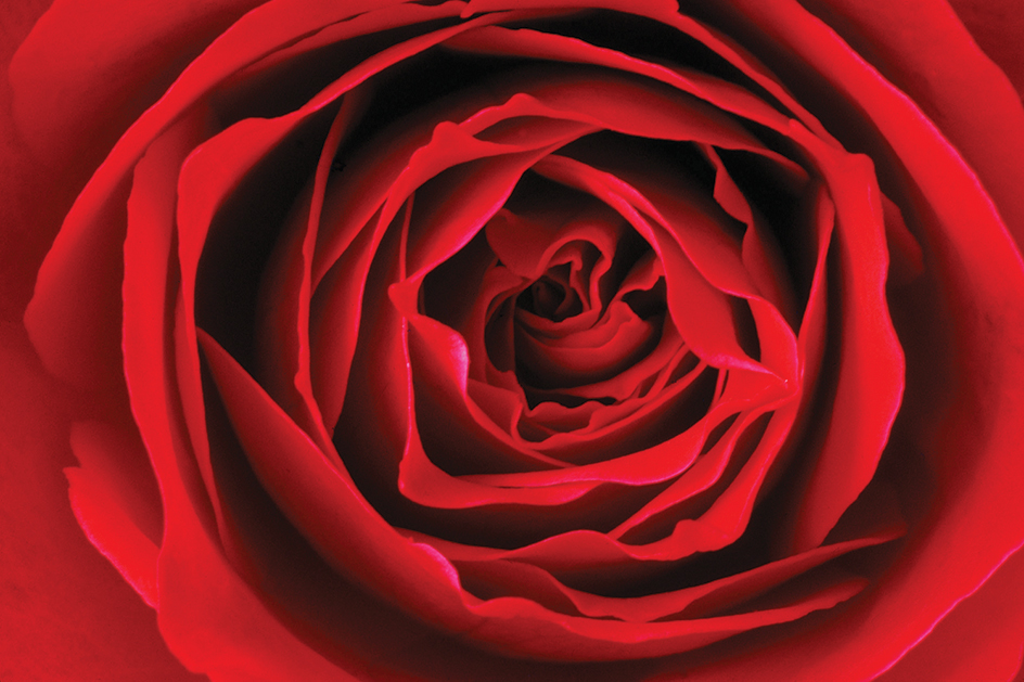 Red Rose by Ernst Haas