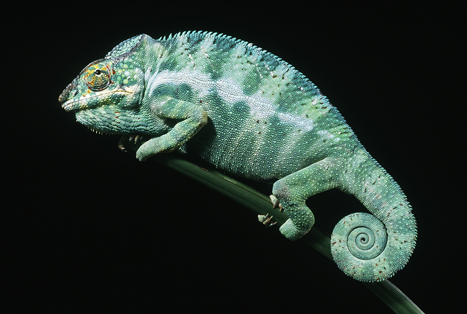 Chameleon