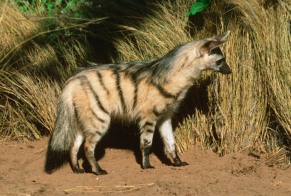 Aardwolf