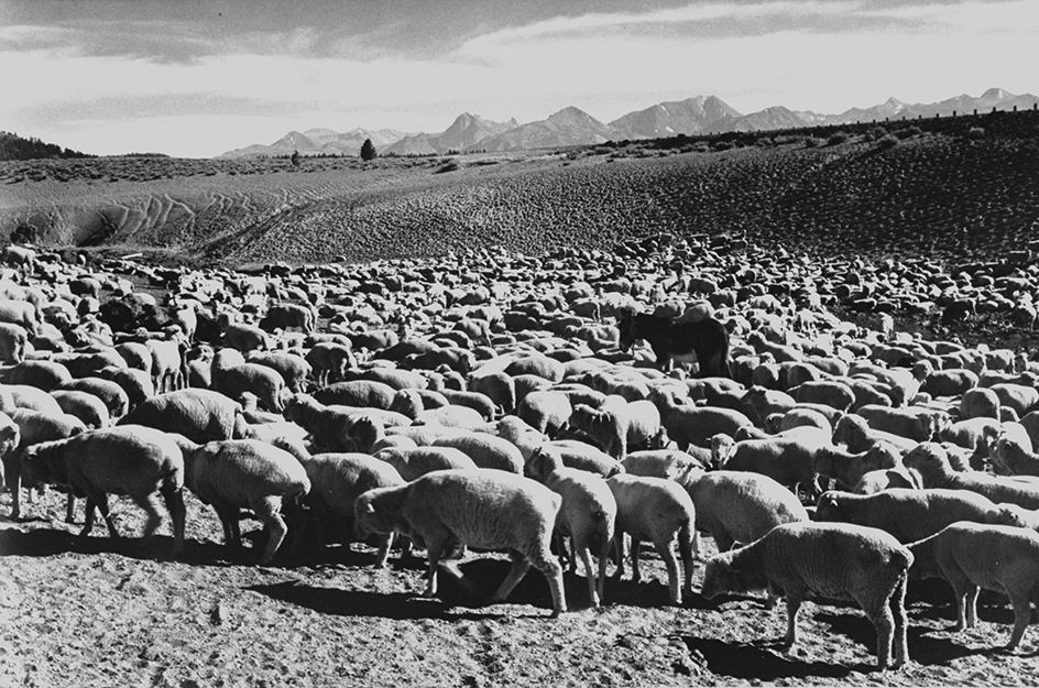 Flock in Owens Valley by Ansel Adams