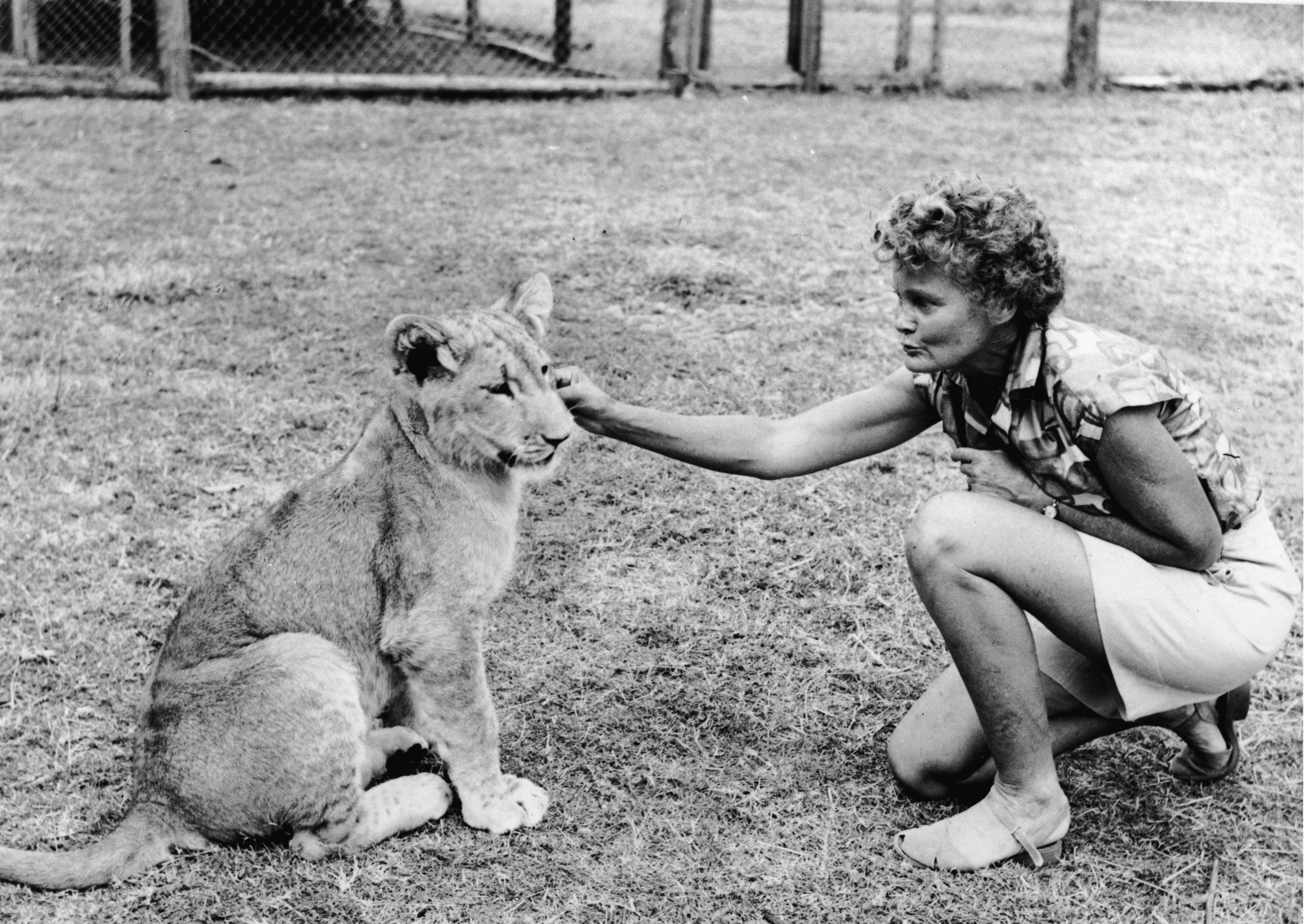 Joy Adamson with the lioness Elsa