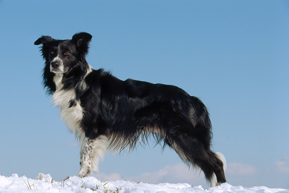 Border collie