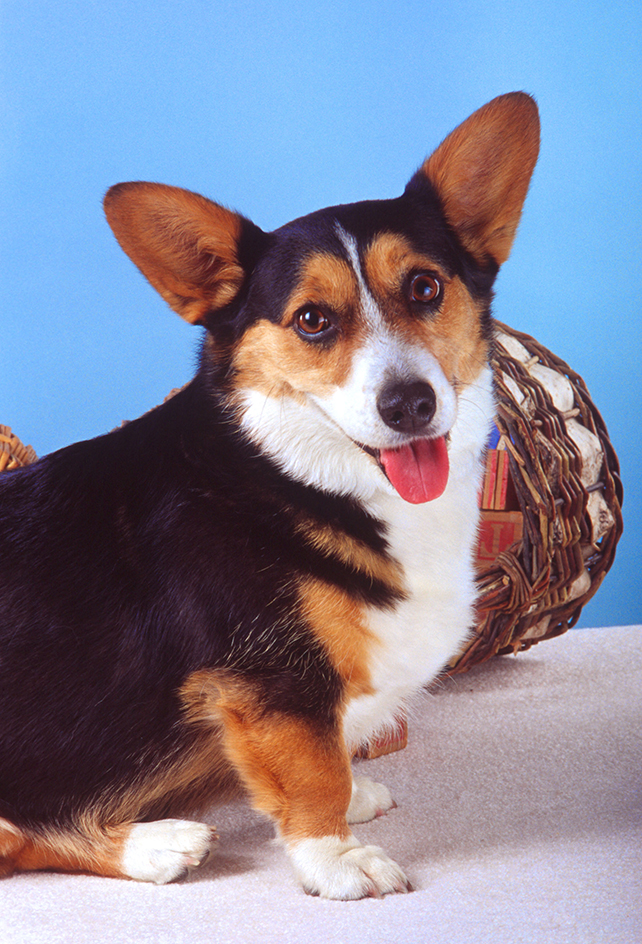 Cardigan Welsh corgi