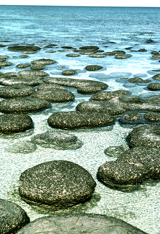 Stromatolites