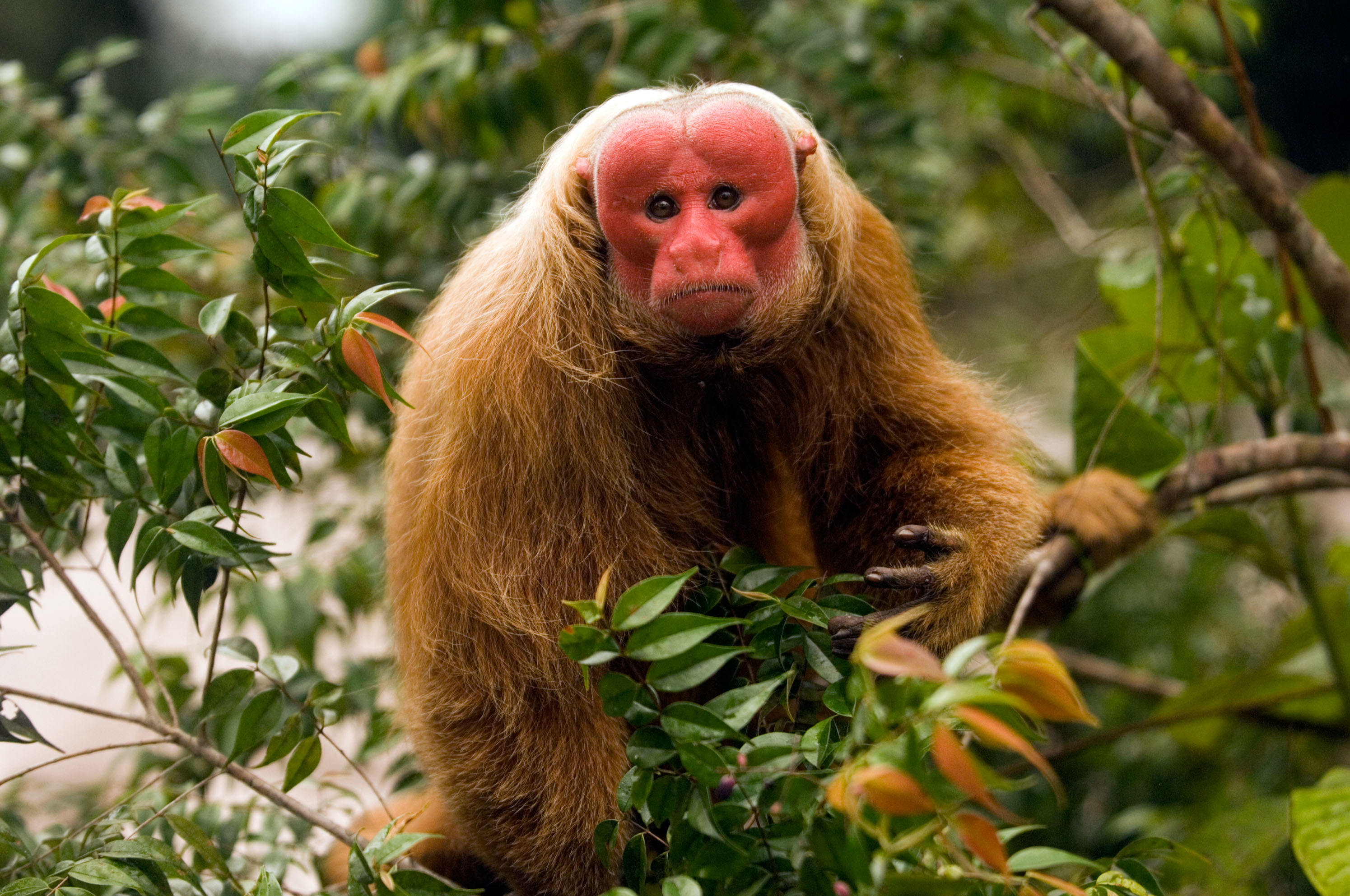 Bald-headed uakari