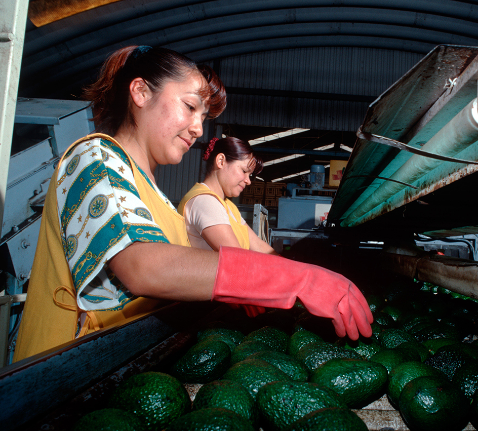 Avocado packing plant in Michoacán