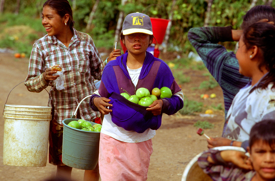 Harvesting tomatoes in Sinaloa