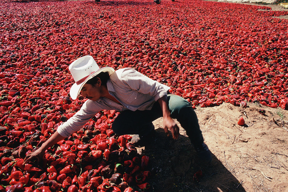 Harvesting red peppers in Zacatecas