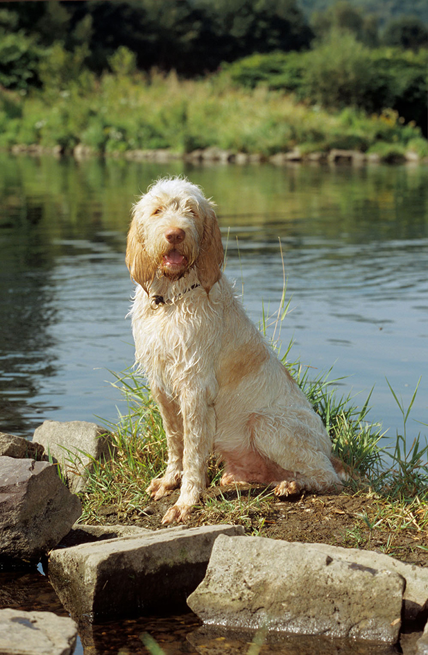 Spinone Italiano