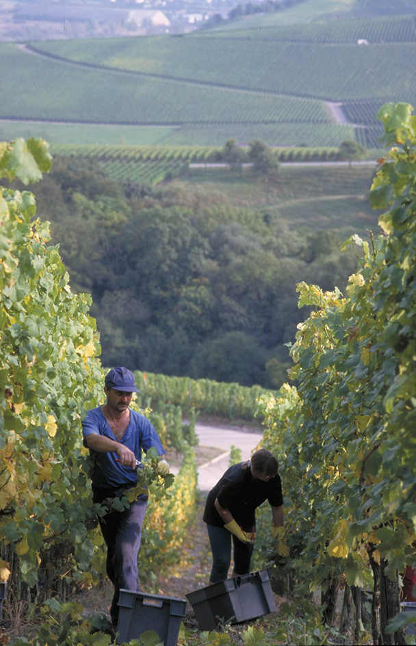 Harvesting grapes in Luxembourg