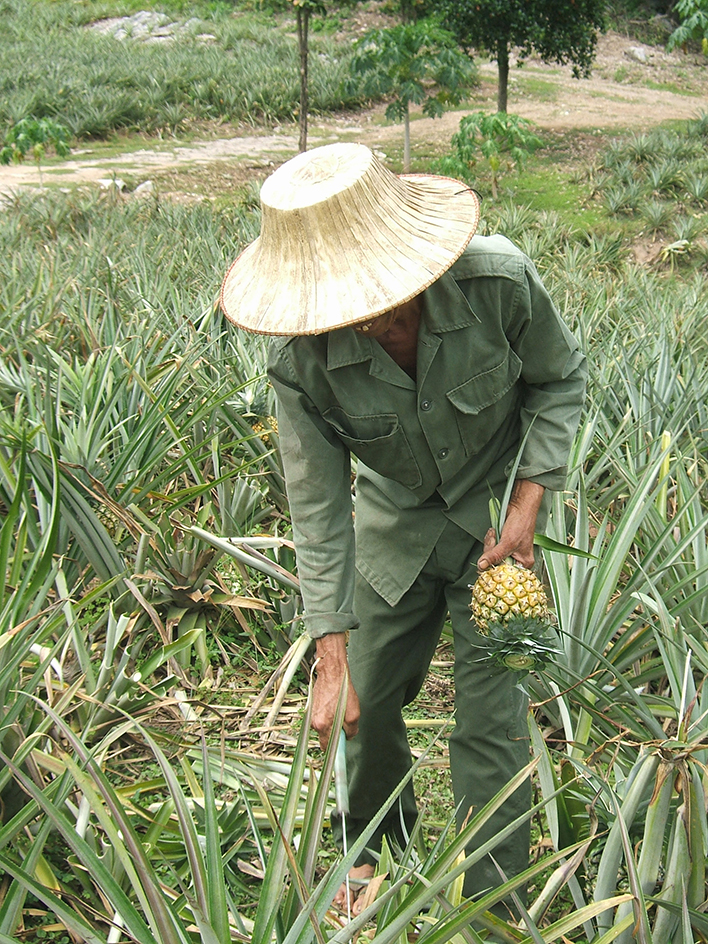 Harvesting pineapples