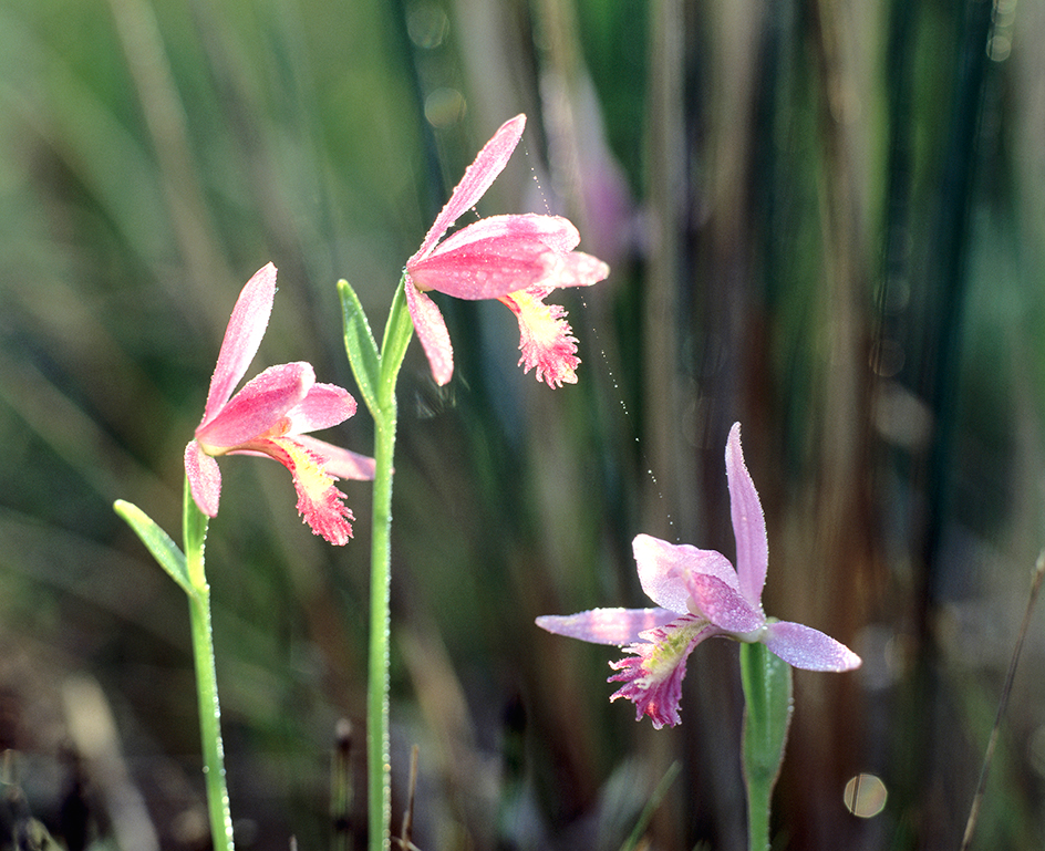 Pogonia