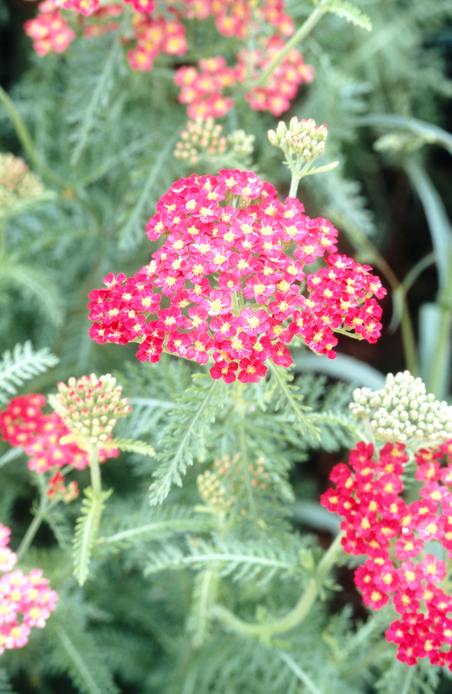 Yarrow