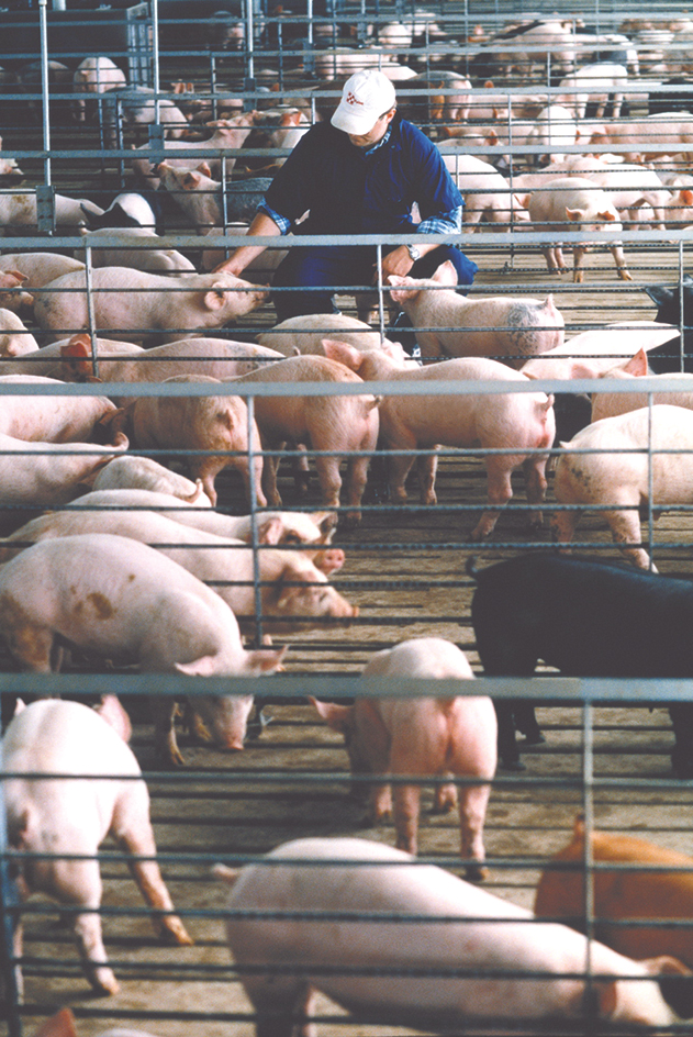 Hogs in a stockyard