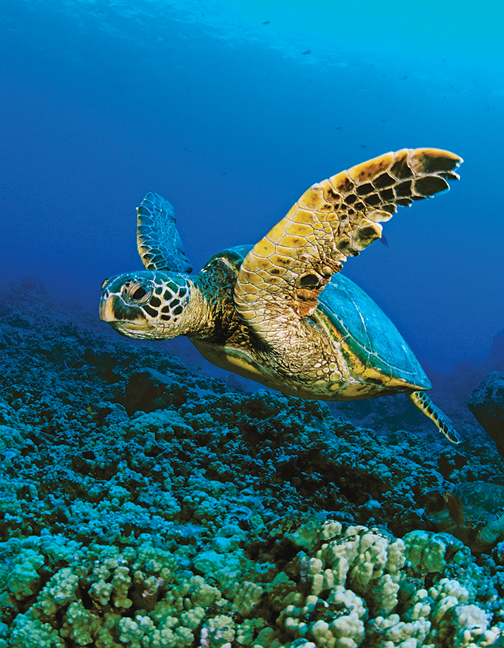 Body of a green sea turtle