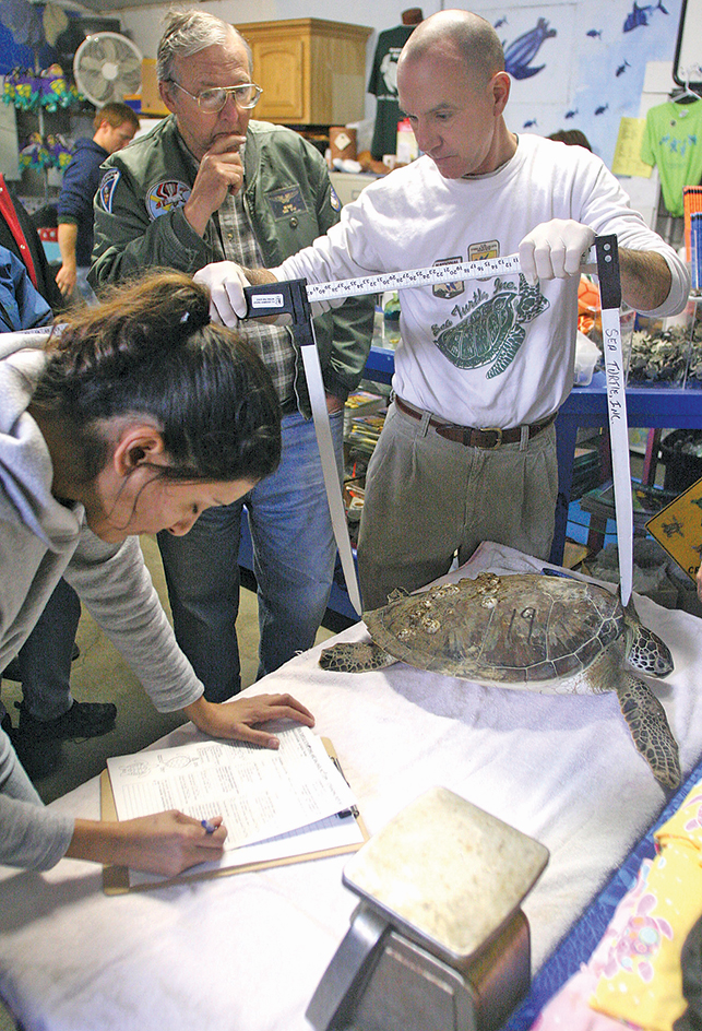 Measuring a green sea turtle