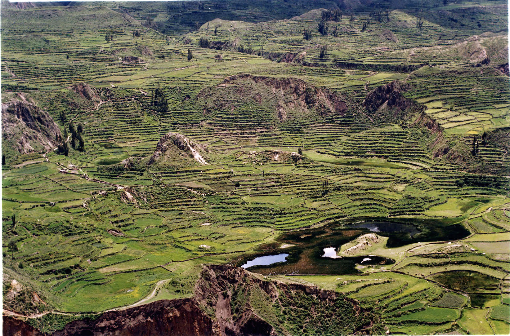 Terraced farming in Colca Valley, Peru