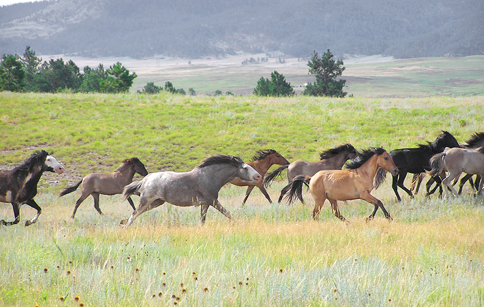 Herd of mustangs