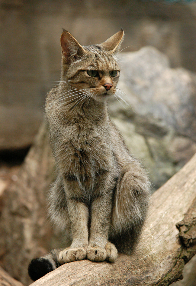 European wildcat