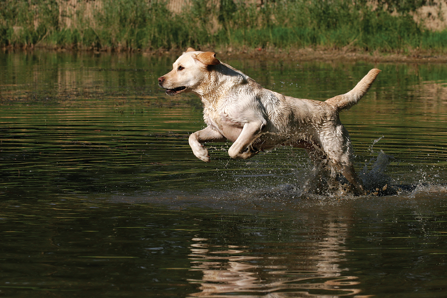 Labrador retriever