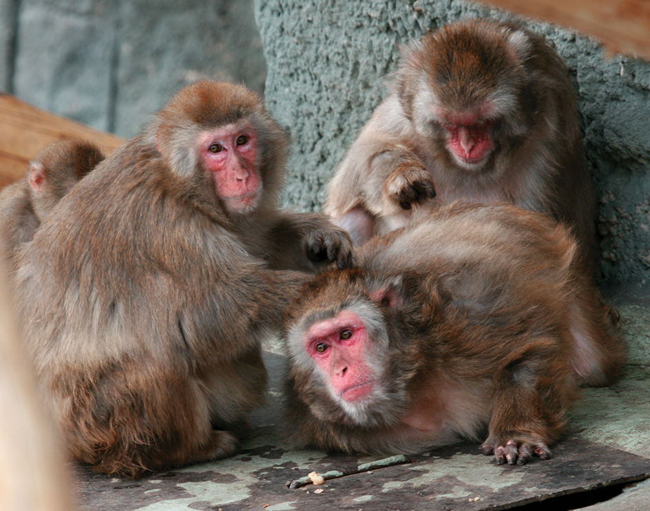 Rhesus monkeys