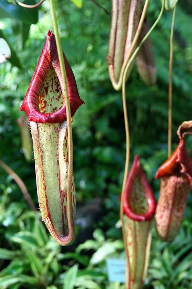 Pitcher plant