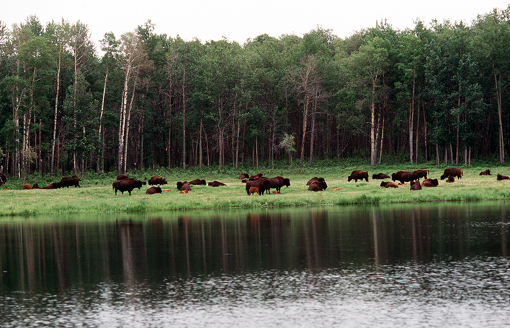 Elk Island National Park of Canada