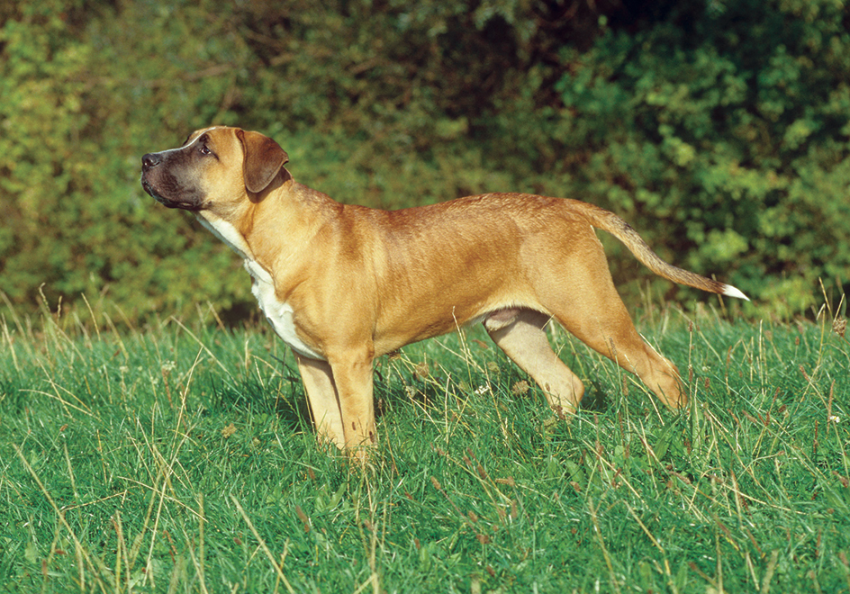 Dogo Canario