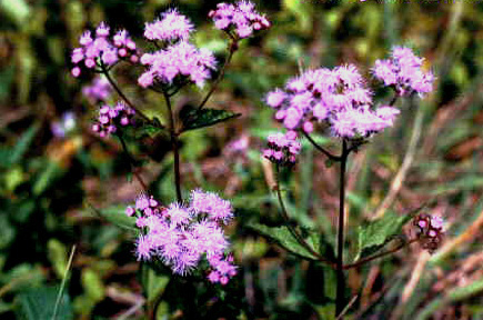 Ironweed