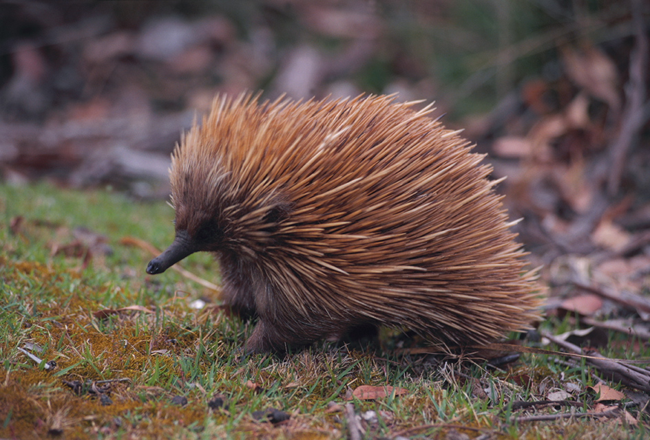 Echidna