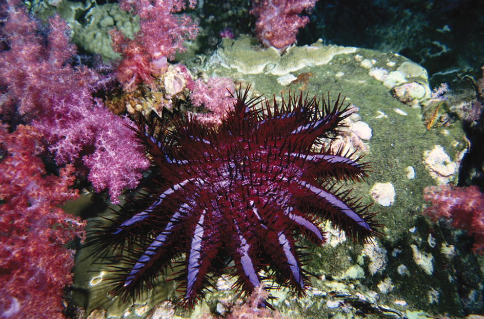 Crown of thorns starfish