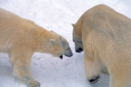 Wapusk National Park