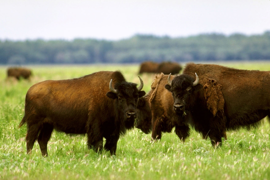 Wood Buffalo National Park