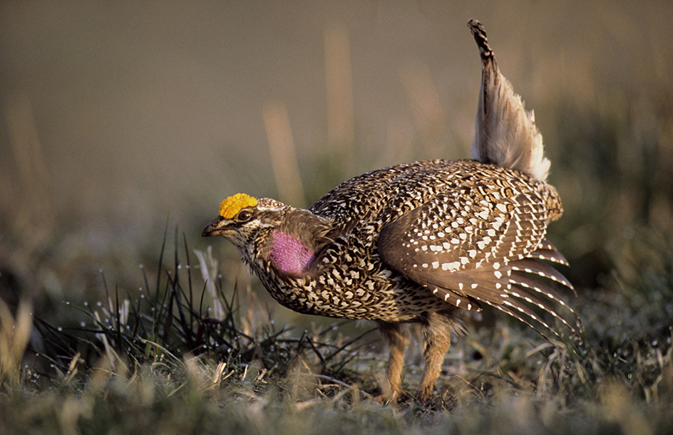 Sharp-tailed grouse