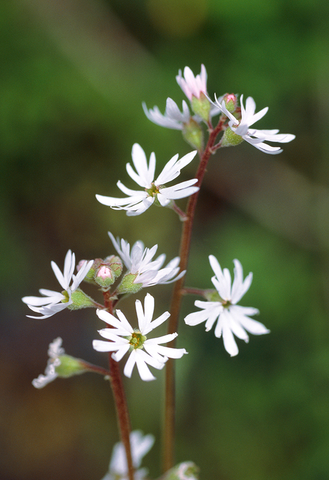 Woodland-star