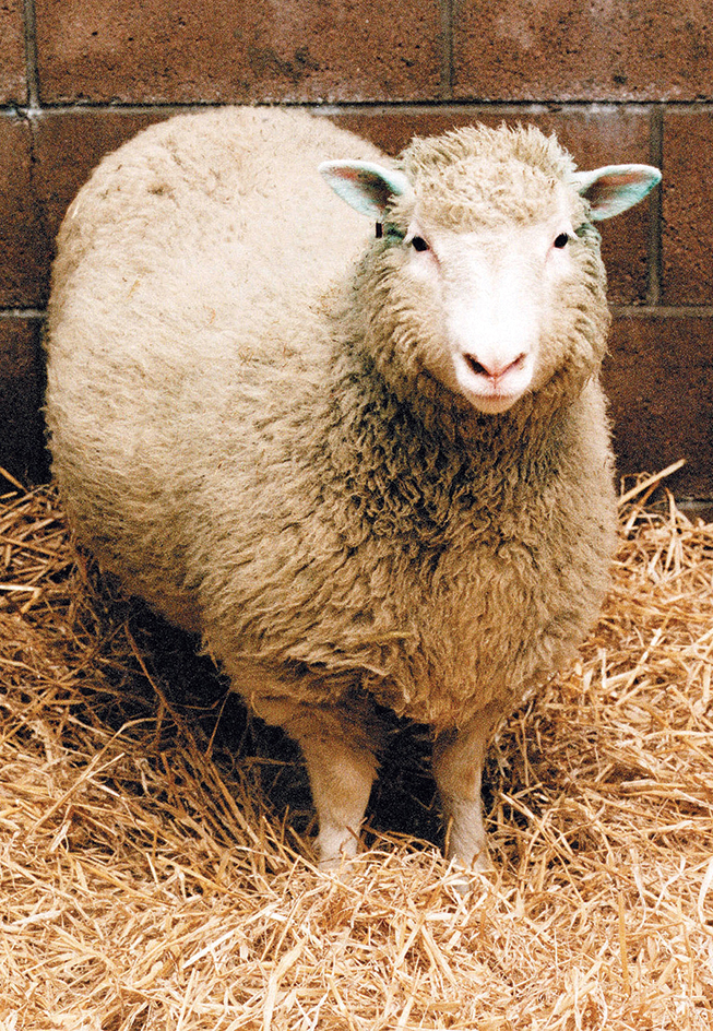 Dolly the Sheep